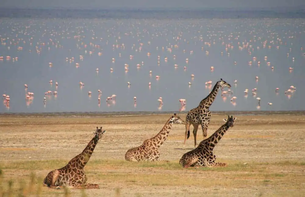 2-Best-Of-Tanzania-Lodge-Safari