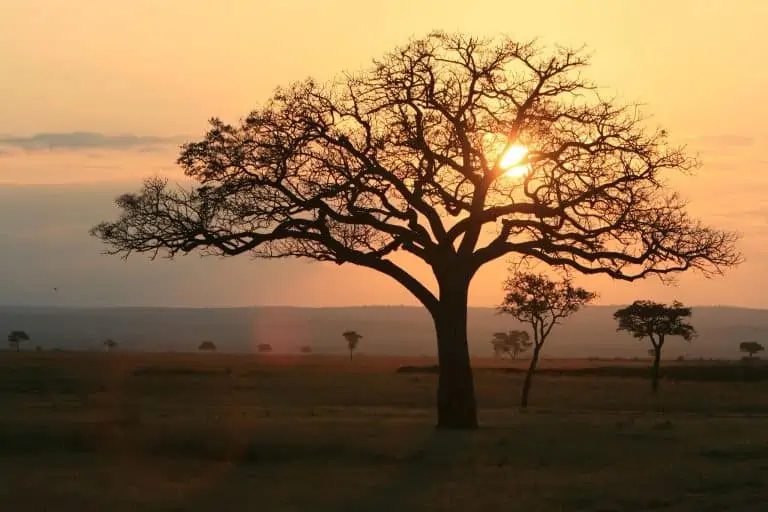 Mikumi National Park