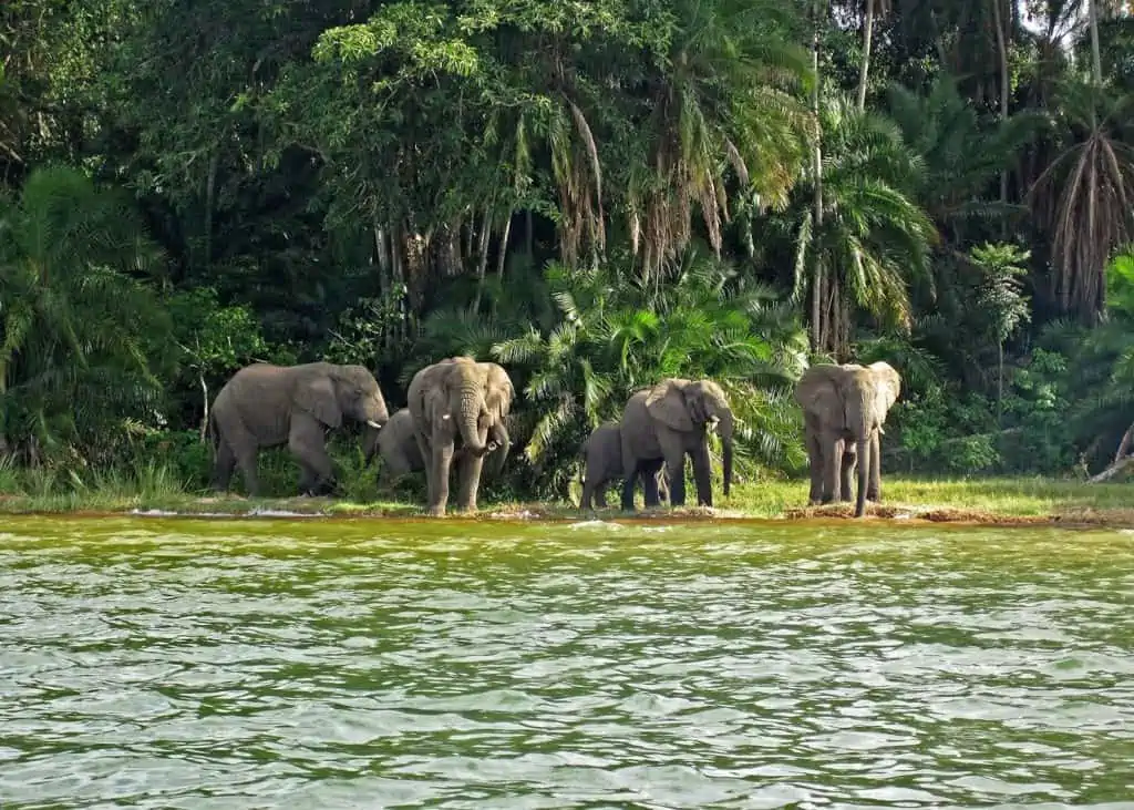 489962 Elephants On Rubondo Island Lake Victoria