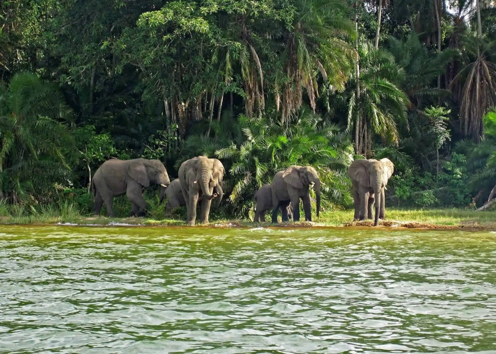 489962 Elephants On Rubondo Island Lake Victoria Scaled E1628751854274