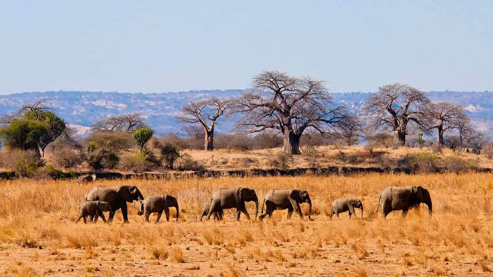 Tarangire Day Trip