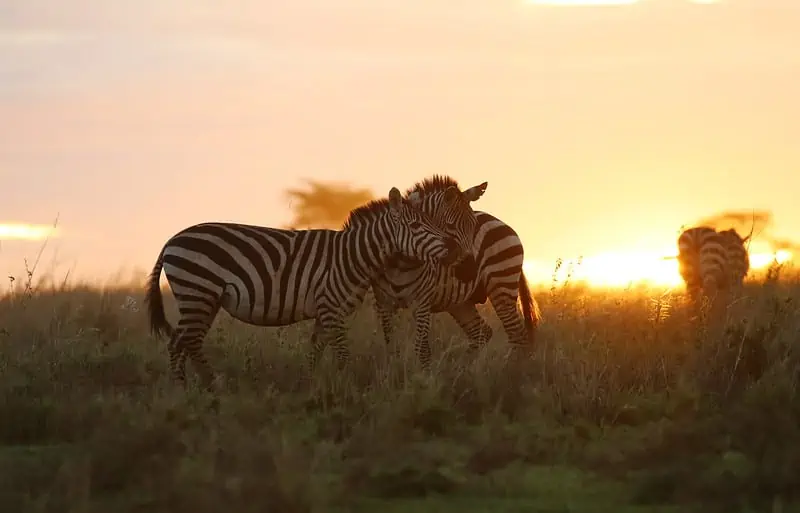 Safaris-In-Tanzania