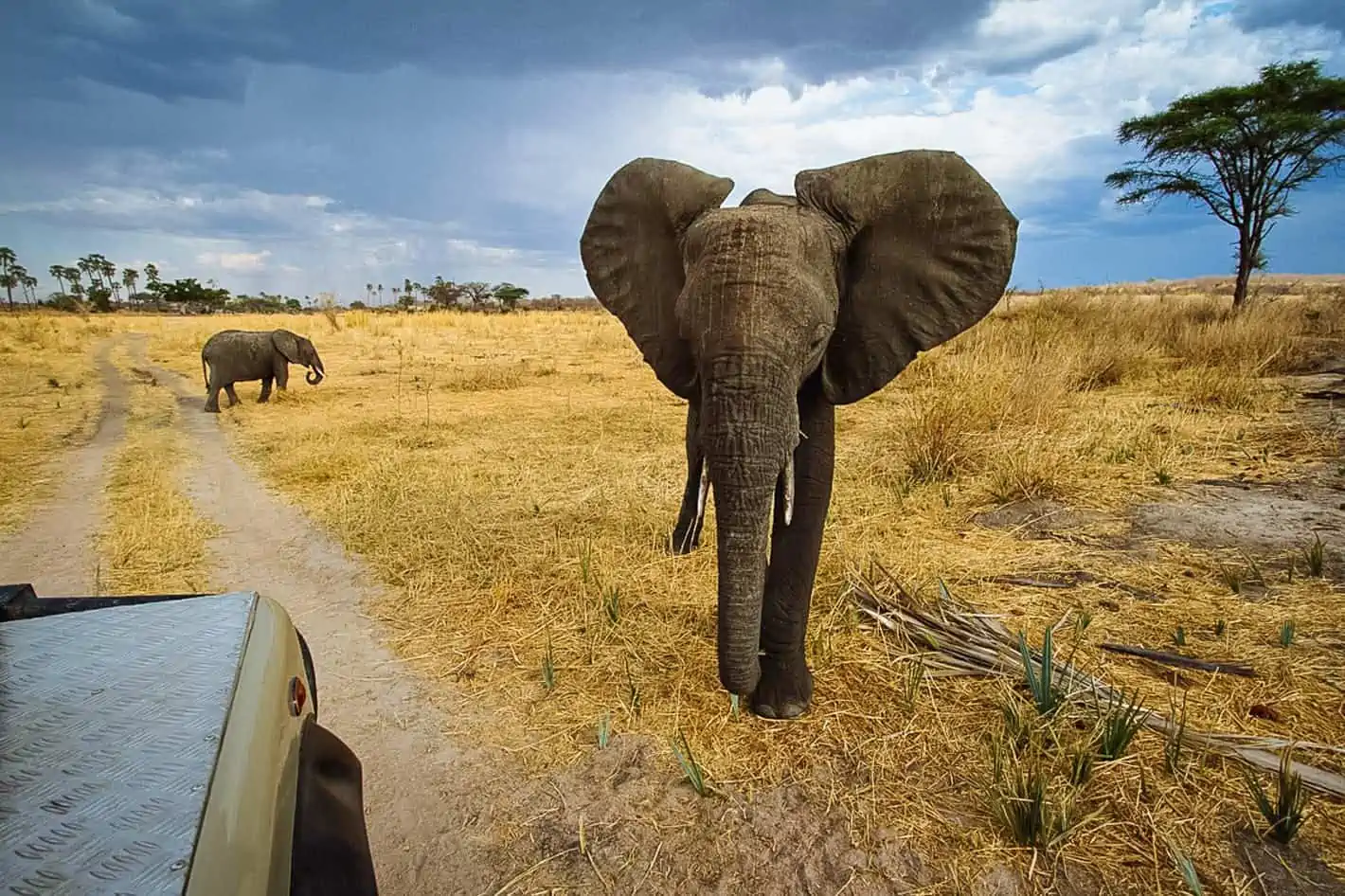 Tanzania Ruaha National Park Game Drive Wildlife Elephants Timbuktu Travel