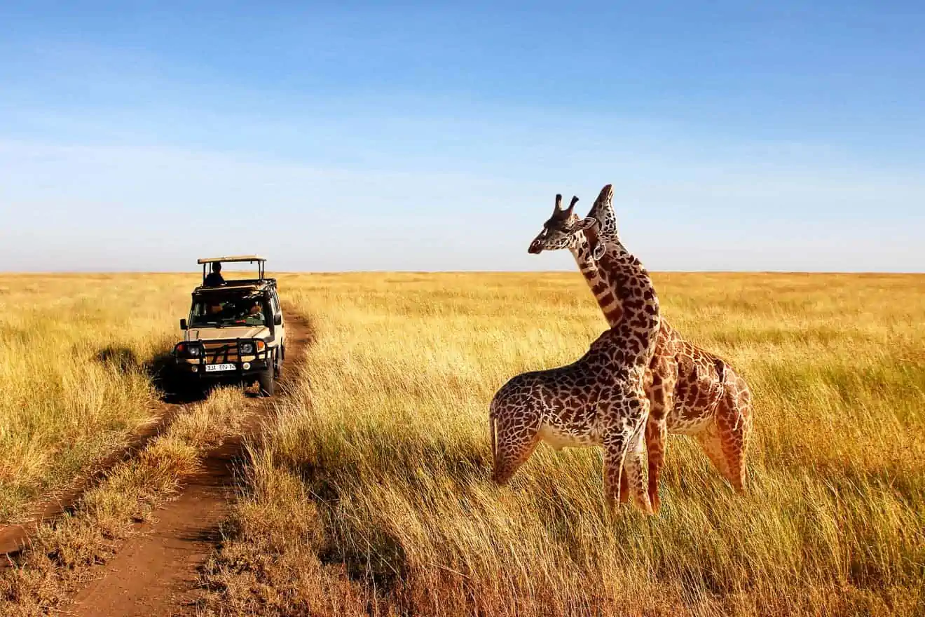 Tanzania-Safaris...