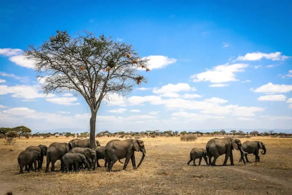 Tanzania Safari 2024