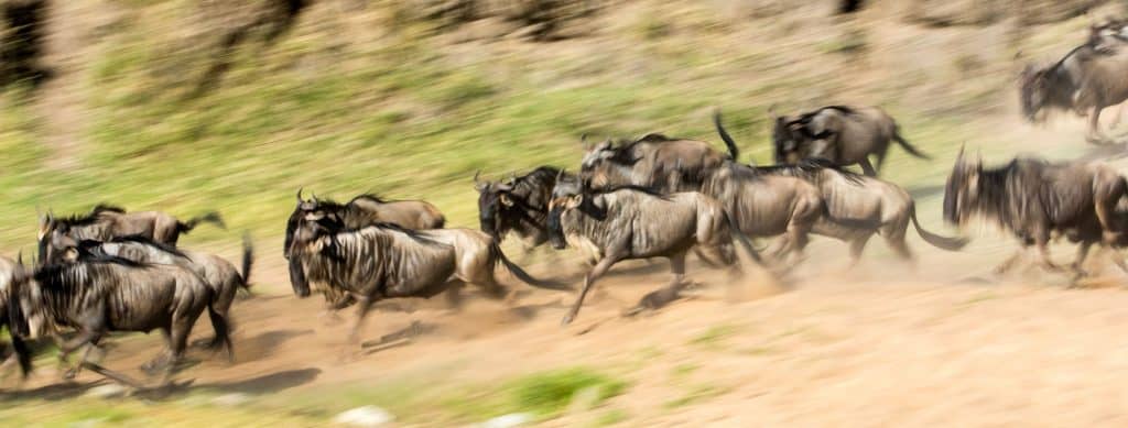 6 Days Tanzania Wildlife Safari, Wildebeest-Migration-Safari-In-June