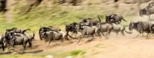 6 Days Tanzania Wildlife Safari, Wildebeest-Migration-Safari-in-June