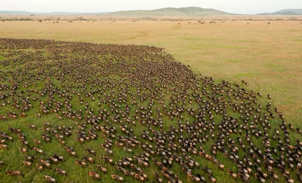 2024Witness the Great Migration: A Safari Adventure with Tanzania’s Wildebeest Spectacle