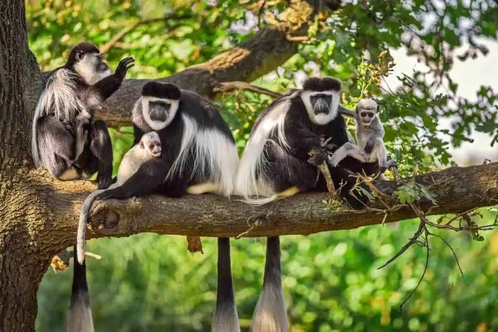 Colobus Aap 1