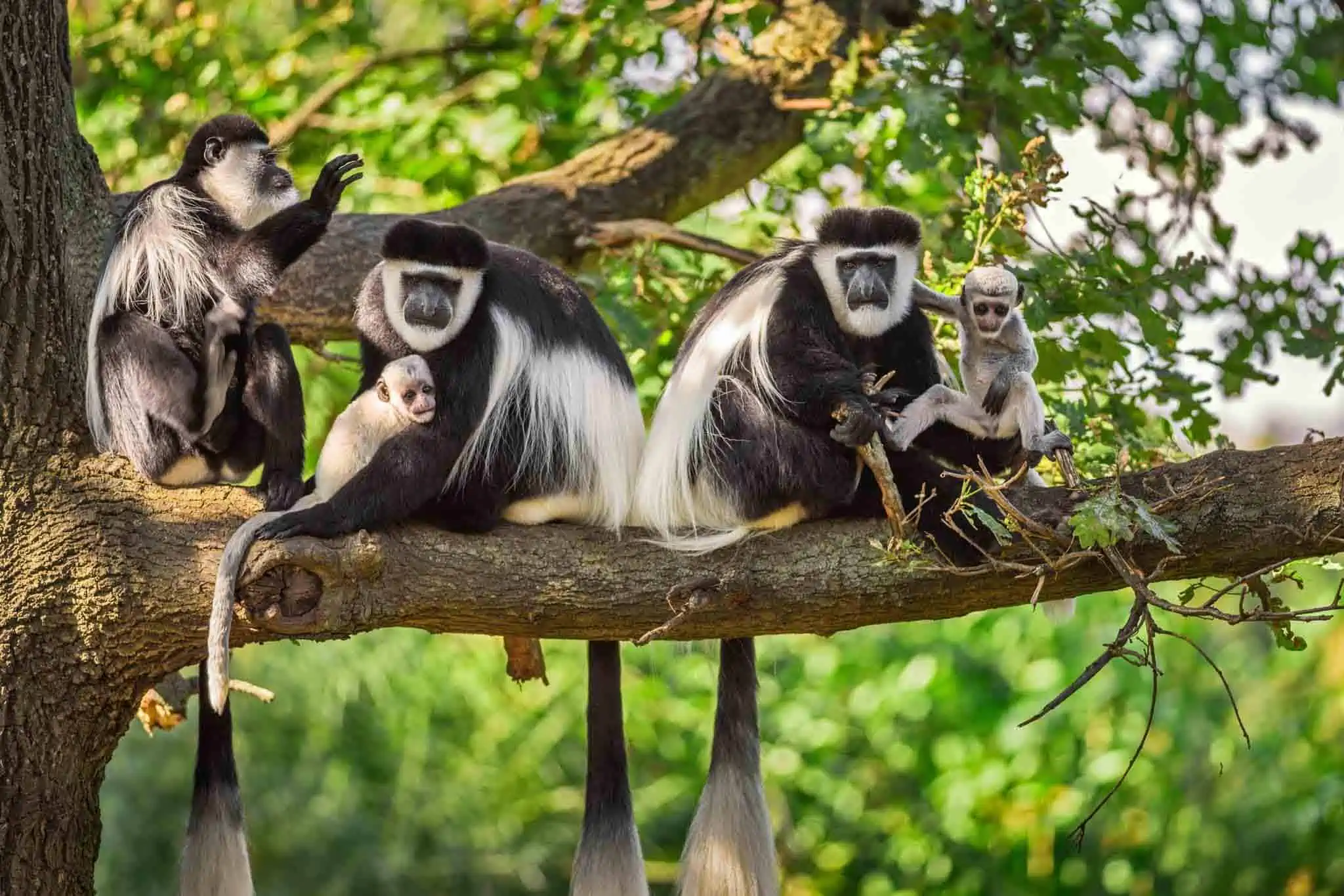 Colobus Aap 1