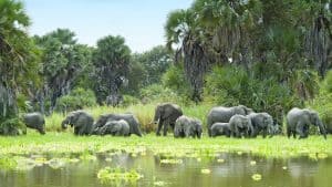 Discover Tanzania
