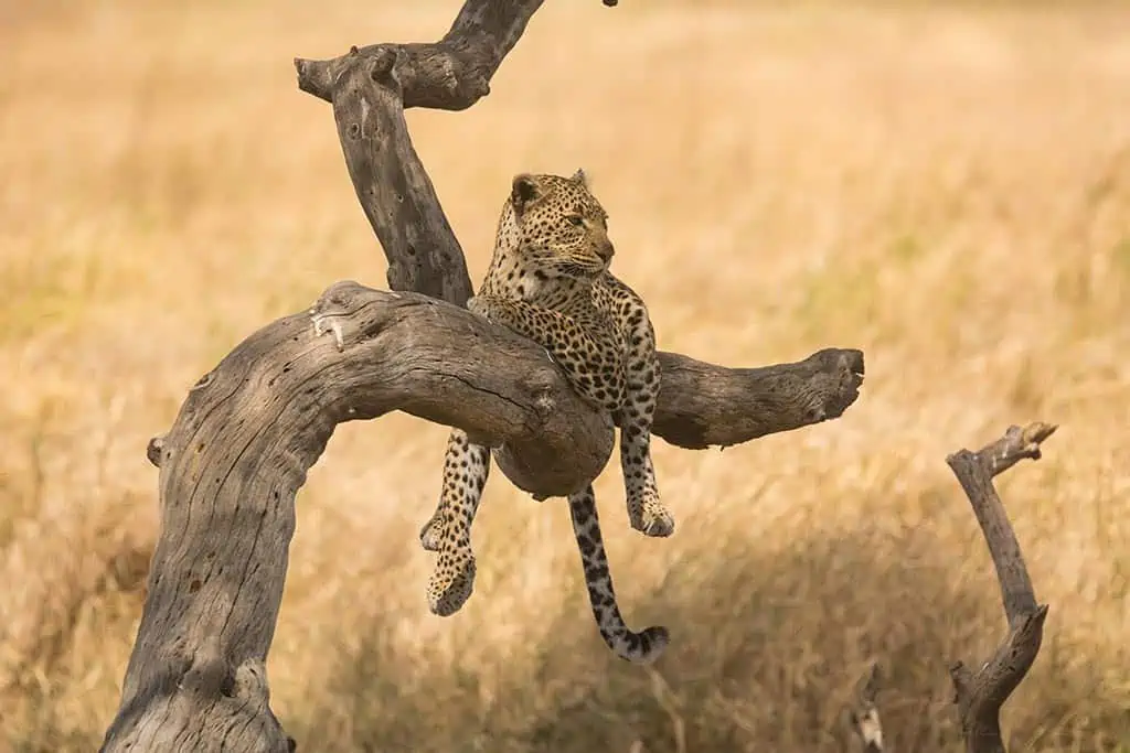 How-To-See-Leopards-In-Tanzania