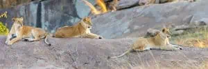 4 Days Wildlife Tanzania Adventure
