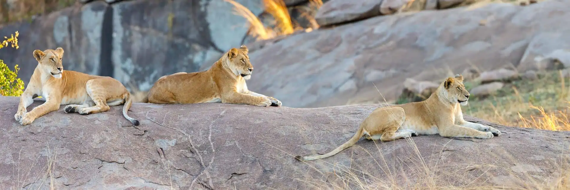 4 Days Wildlife Tanzania Adventure