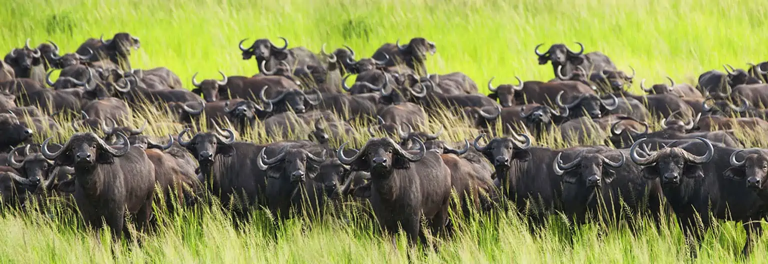 Katavi Buffalos
