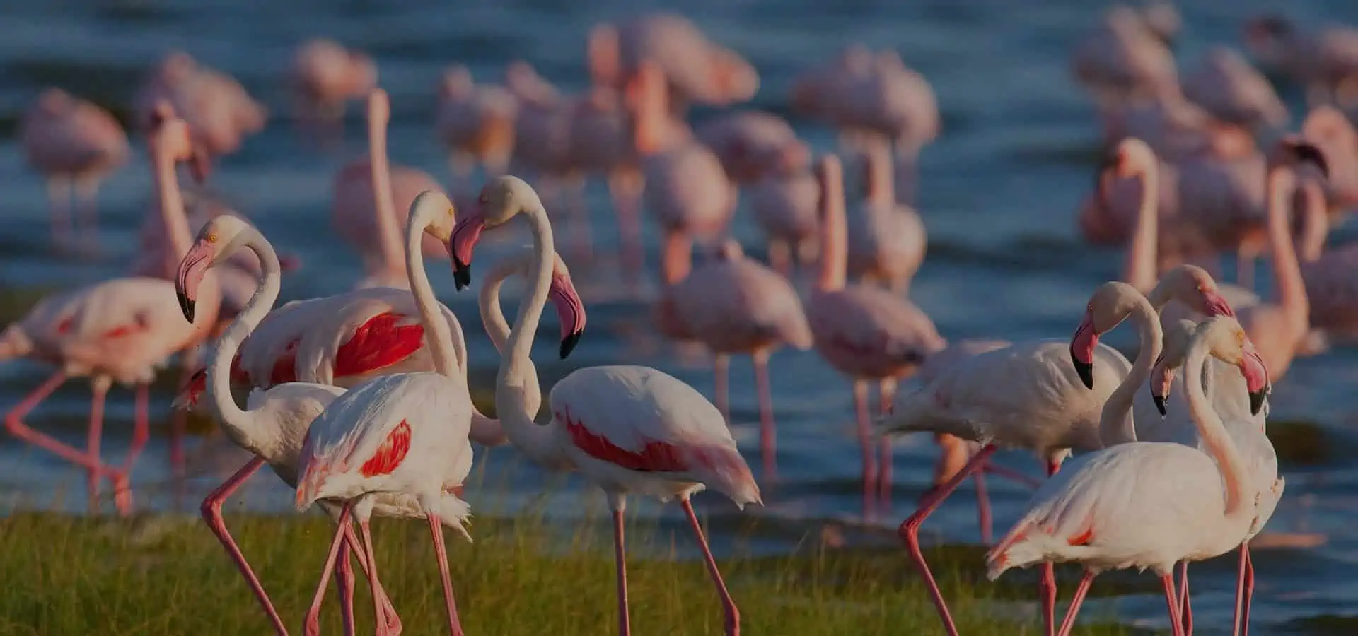 Lake Manyara National Park New Banner