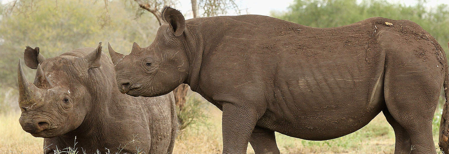Mkomazi Rhinos