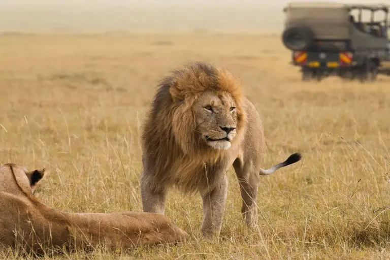 Ravels-African-Lion-Couple-And-Safari-Jee