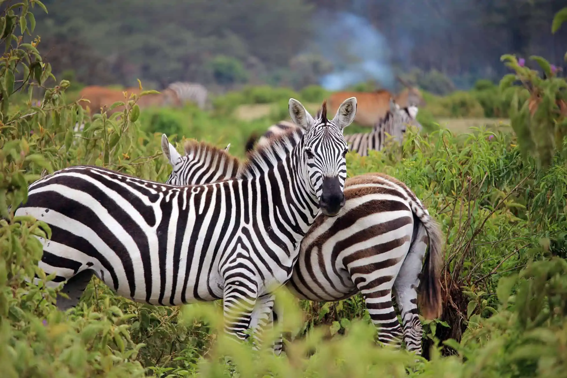 Tanzaniasafaris