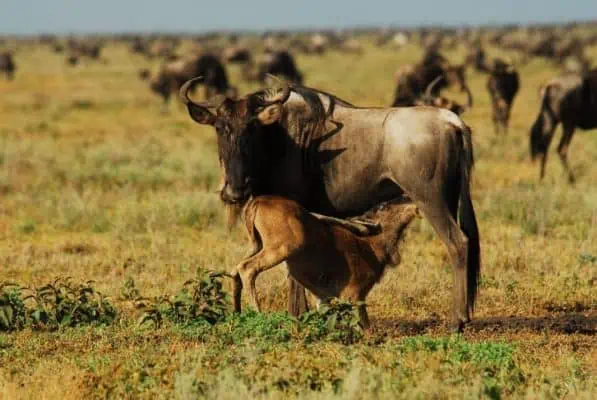 Wild-Beast-Breast-Feeding-E1560498447175