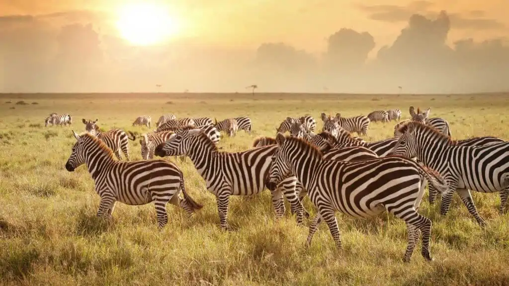 Tanzania Wildlife Safari, 7 Days Northern Parks Safari