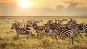 Tanzania Wildlife Safari, 7 Days Northern Parks Safari
