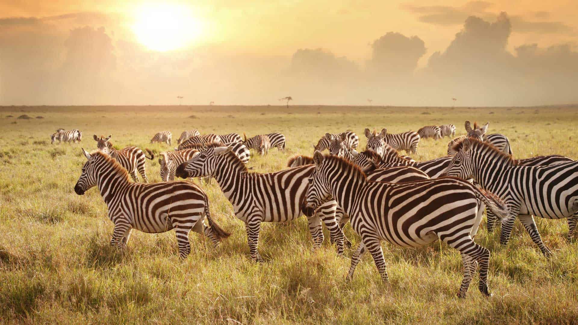 zebra in the serengeti in tanzania