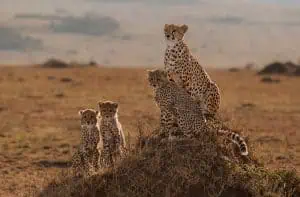 A Cheetah Family in Africa