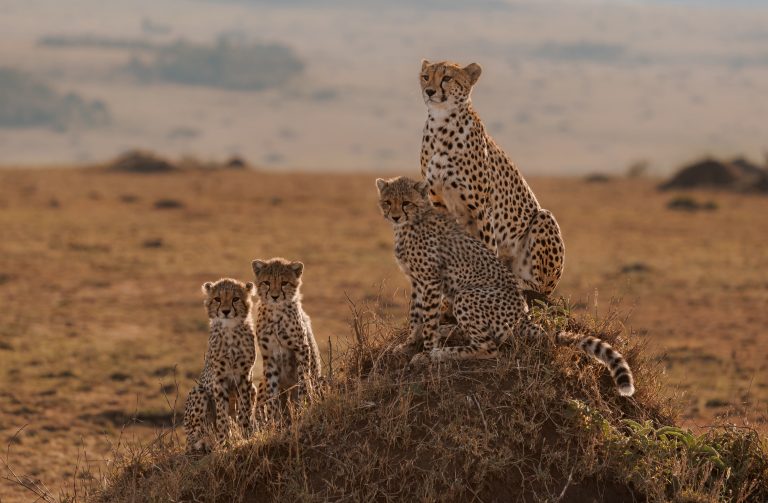 10-Day Family Safari In Tanzania