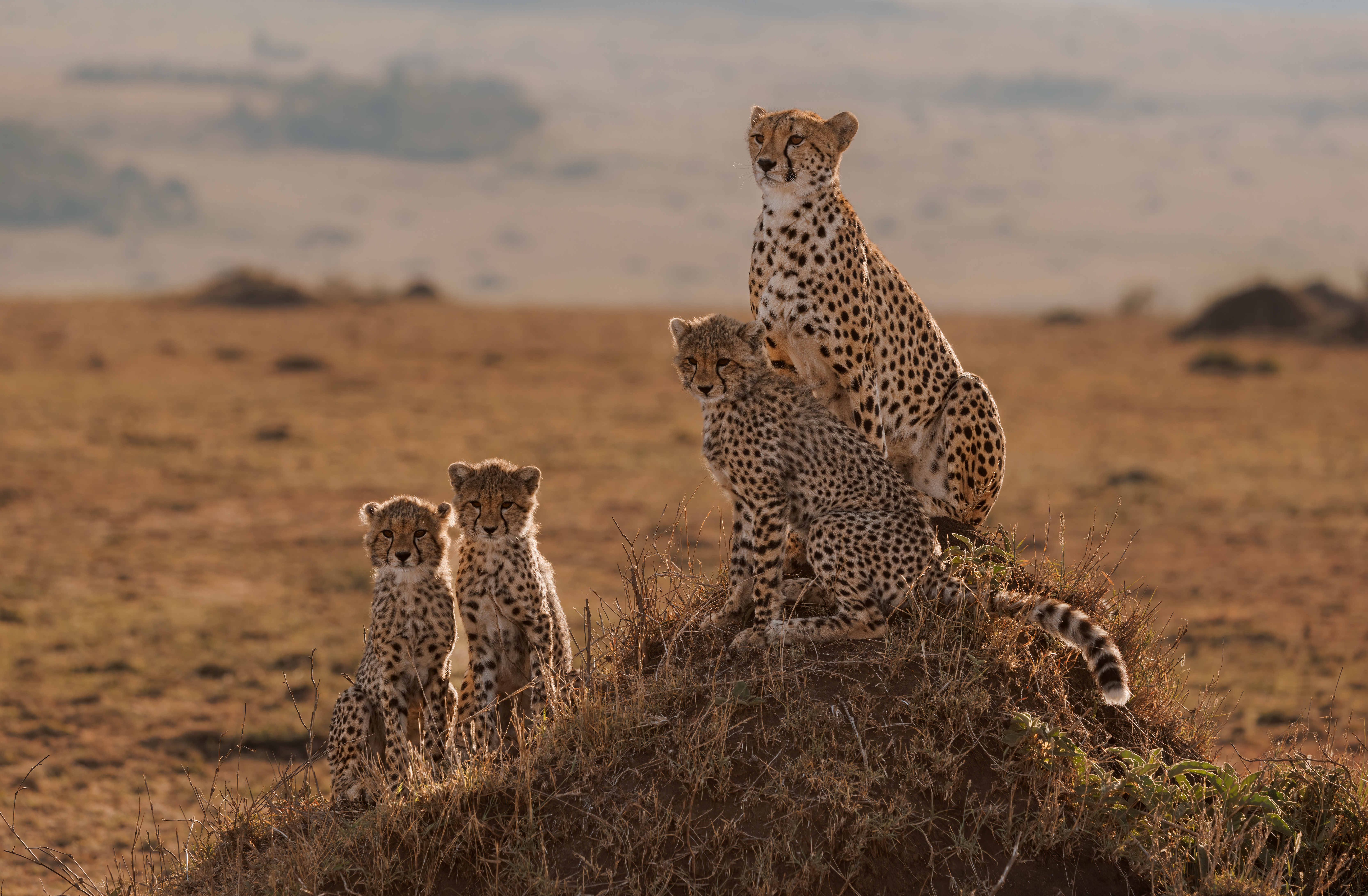 A Cheetah Family In Africa