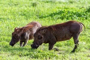 7-Day Northern Tanzania Safari