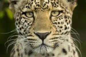 Leopard in the serengeti national reserve