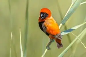 Tanzania Birdwatching Safari